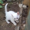 Абсолютно белый, невероятно красивый и умный котёнок