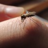 В России ждут нашествия опасных комаров