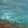 Севастопольцы обнаружили в Черном море рыбный рай вблизи сероводородного слоя