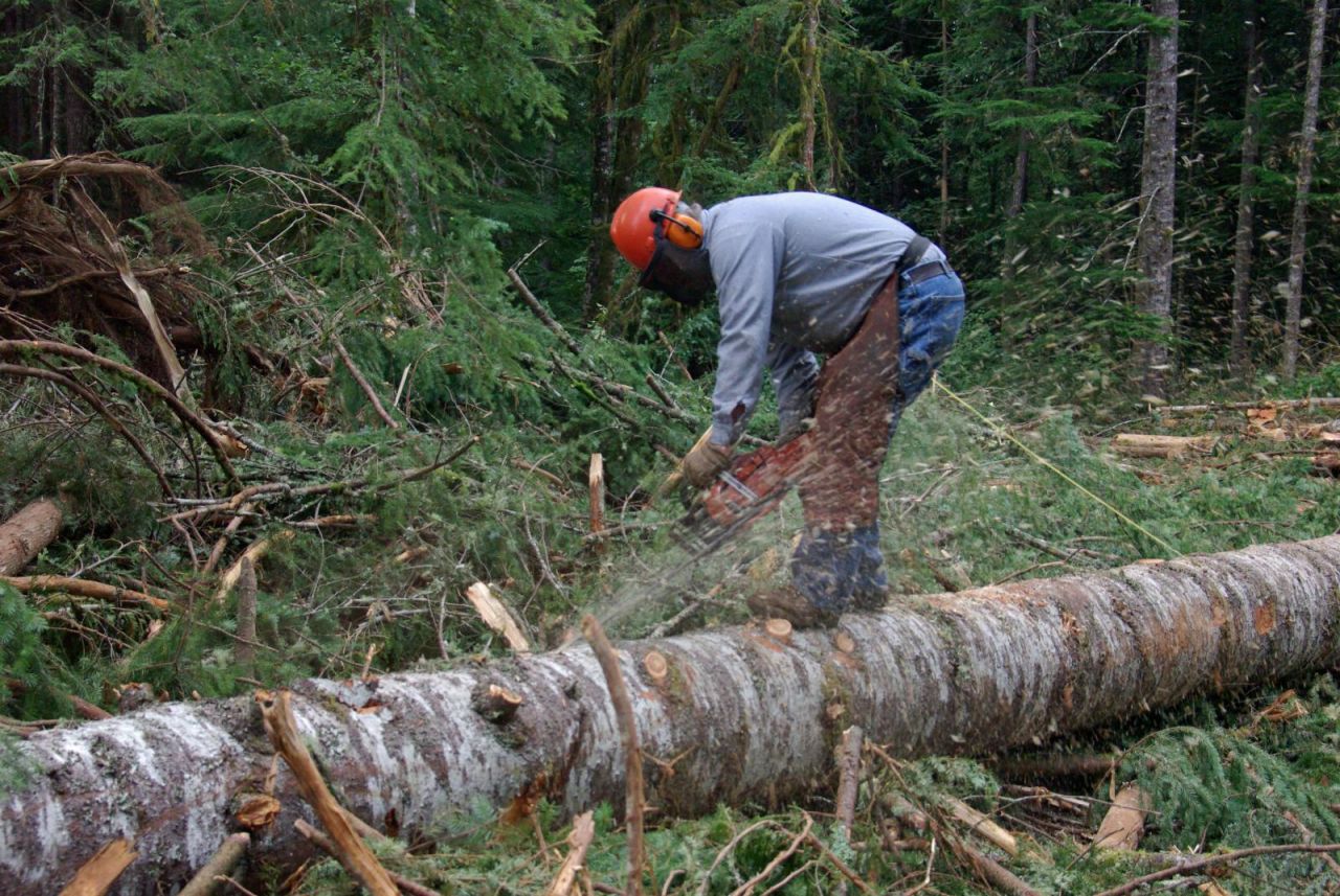 В горах Крыма снова рубят лес под частную застройку