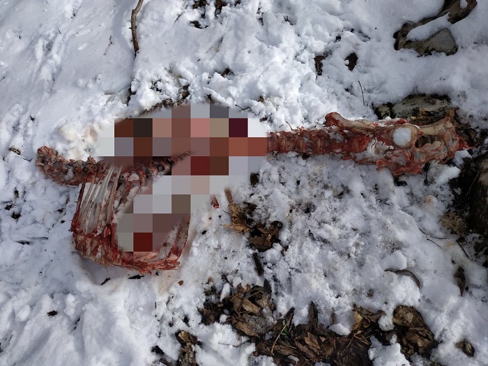 На Южном берегу Крыма найдены растерзанные туши