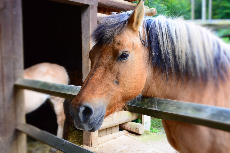 Крымский зоопарк закрыли после инцидента с лошадью