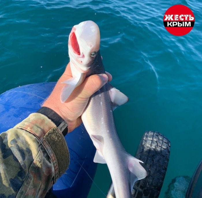 Крымчанин устроил в Черном море фотосессию с ядовитой акулой