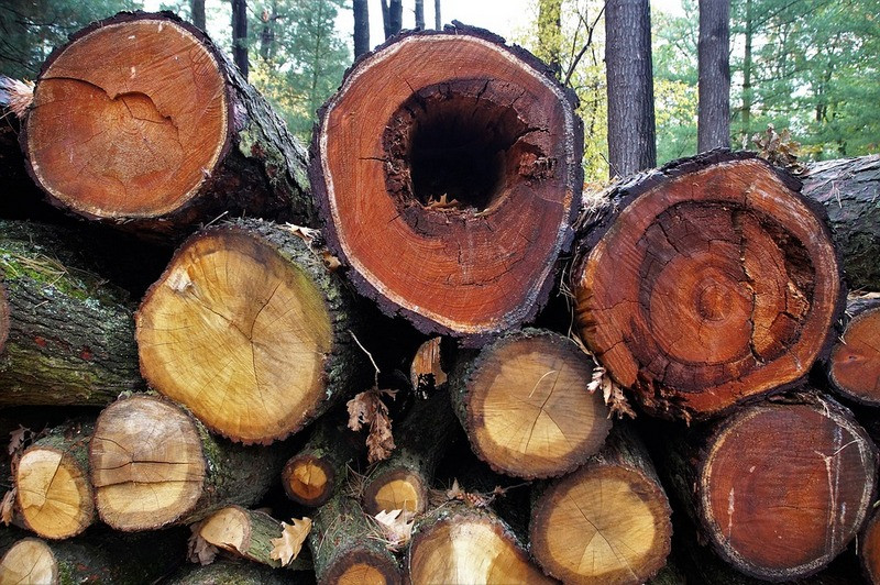 Чиновник закрыл глаза на вырубку реликтовых деревьев на ЮБК