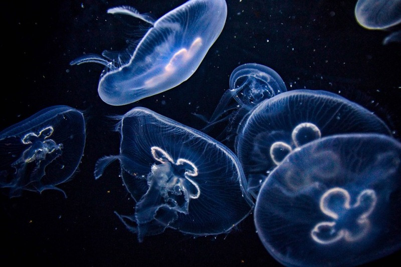 Крымский берег спасет от медуз китайская кухня