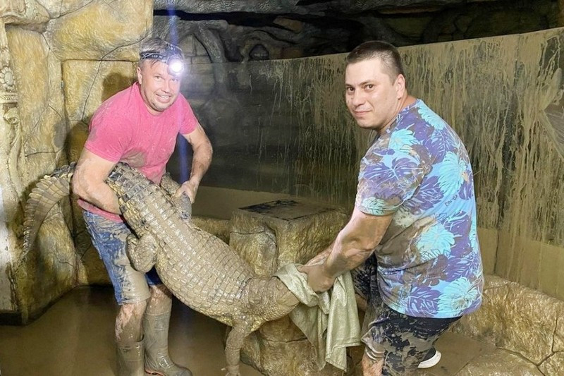 В Ялте после потопа руками спасали крокодилов
