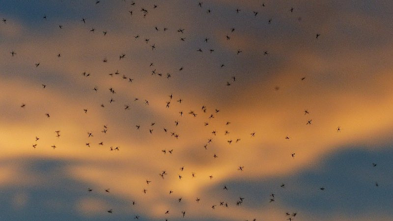 Голодные и очень злые: в Крыму растет численность комаров