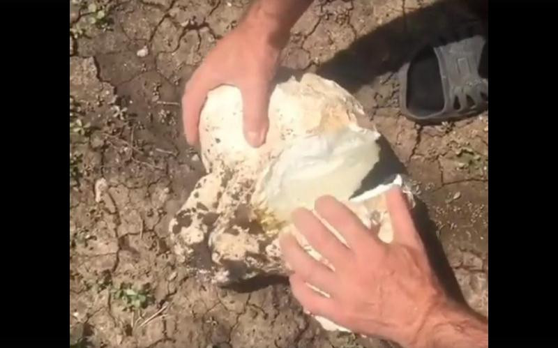 В Крыму собирают и едят огромные белые шары