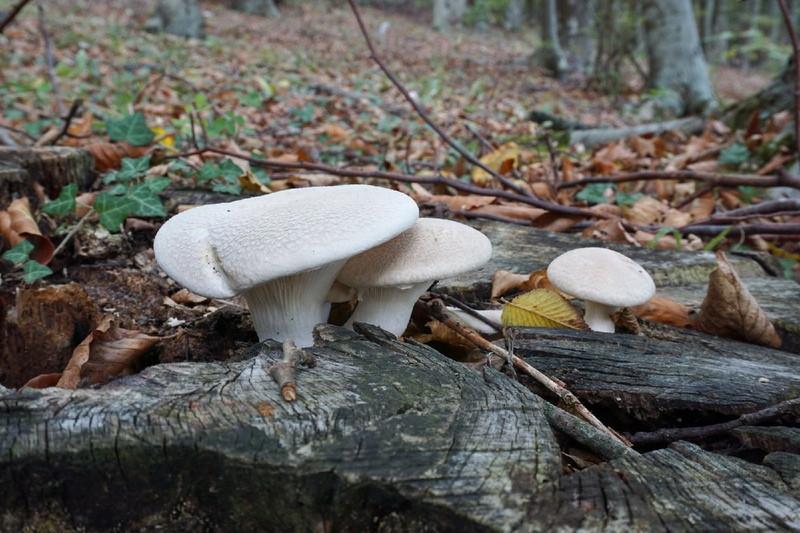 В Крыму найден новый съедобный гриб