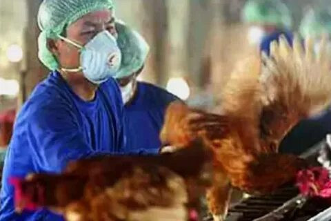 В России выявили первое в мире заражение людей птичьим гриппом H5N8